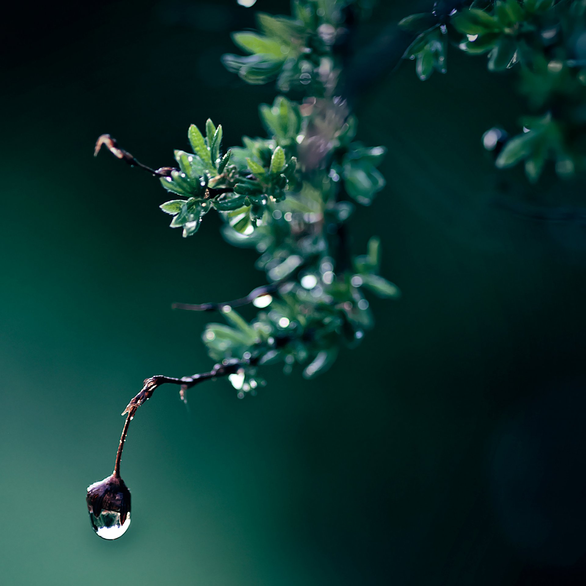 branch leaves green close up drop