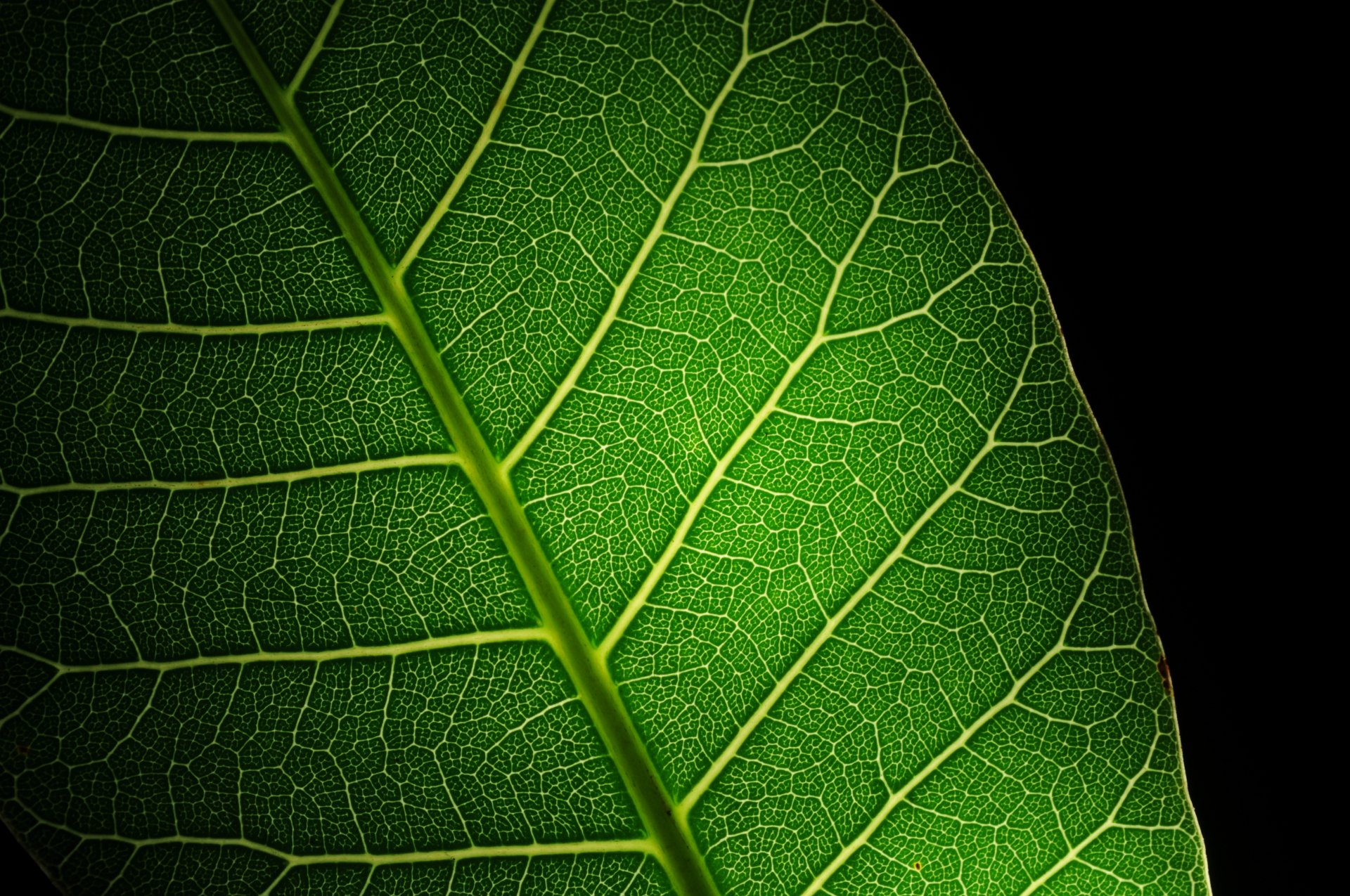 foglia verde venature macro luce abbagliamento