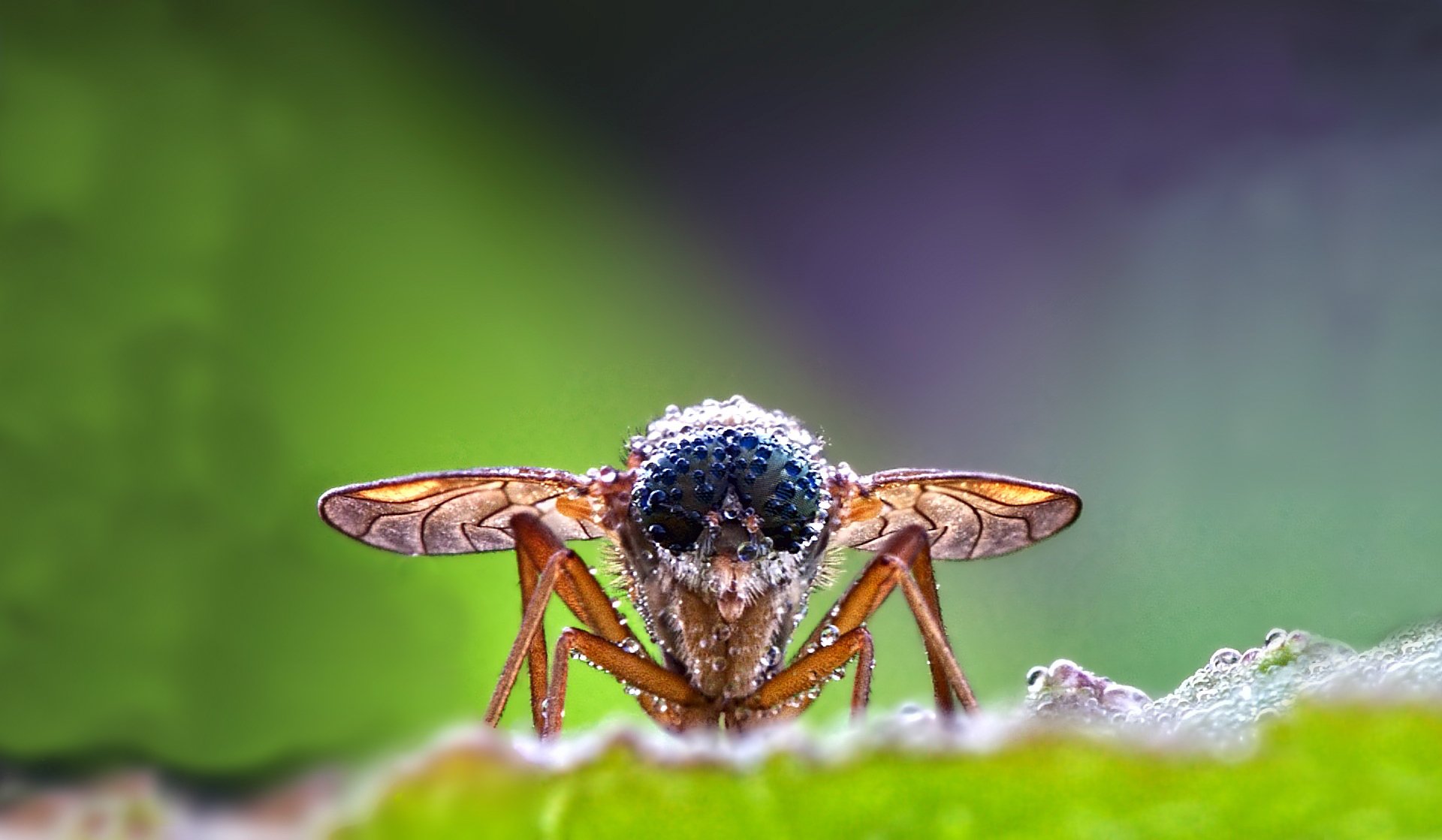 insecte mouche yeux pattes ailes trompe eau gouttes rosée