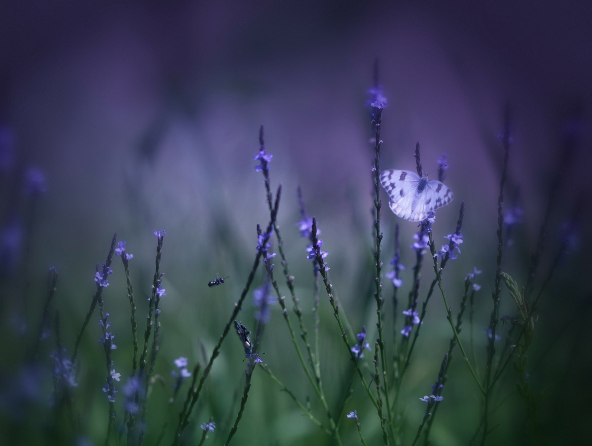 schmetterling blumen flieder gras feld makro unschärfe grün lila hintergrund