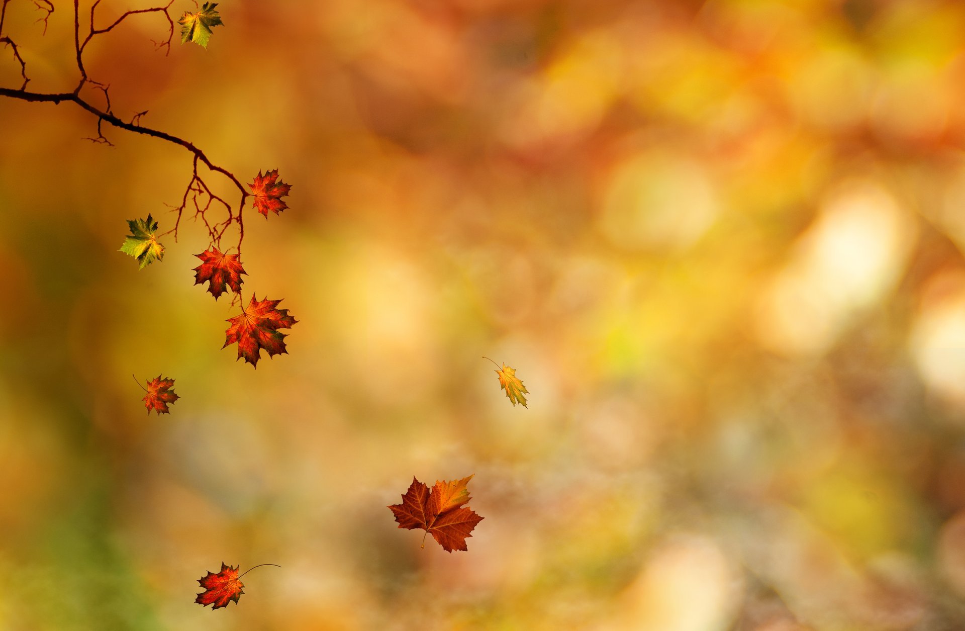 zweig blätter herbst