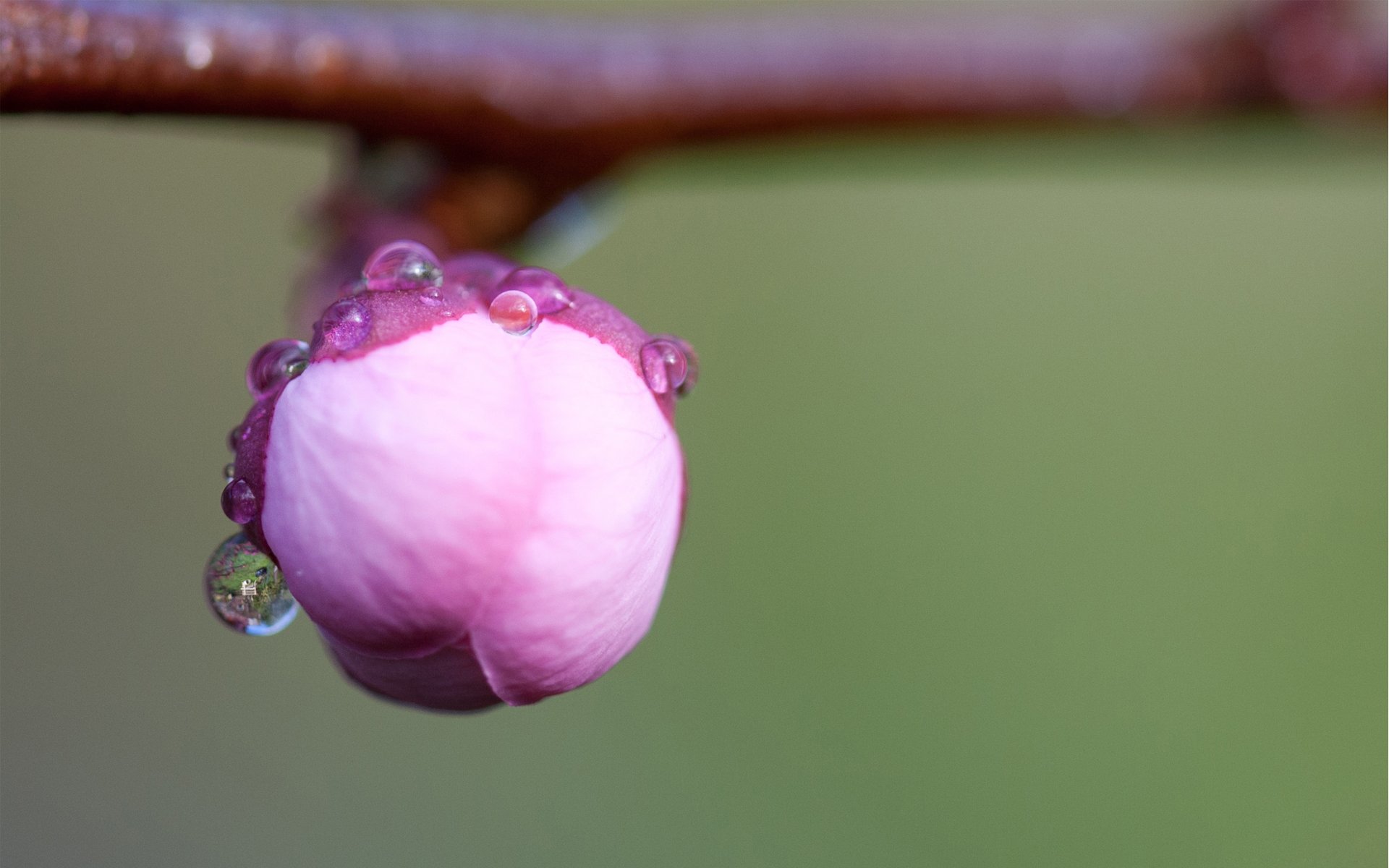 makro pączek gałąź sakura kwiat rosa krople różowy