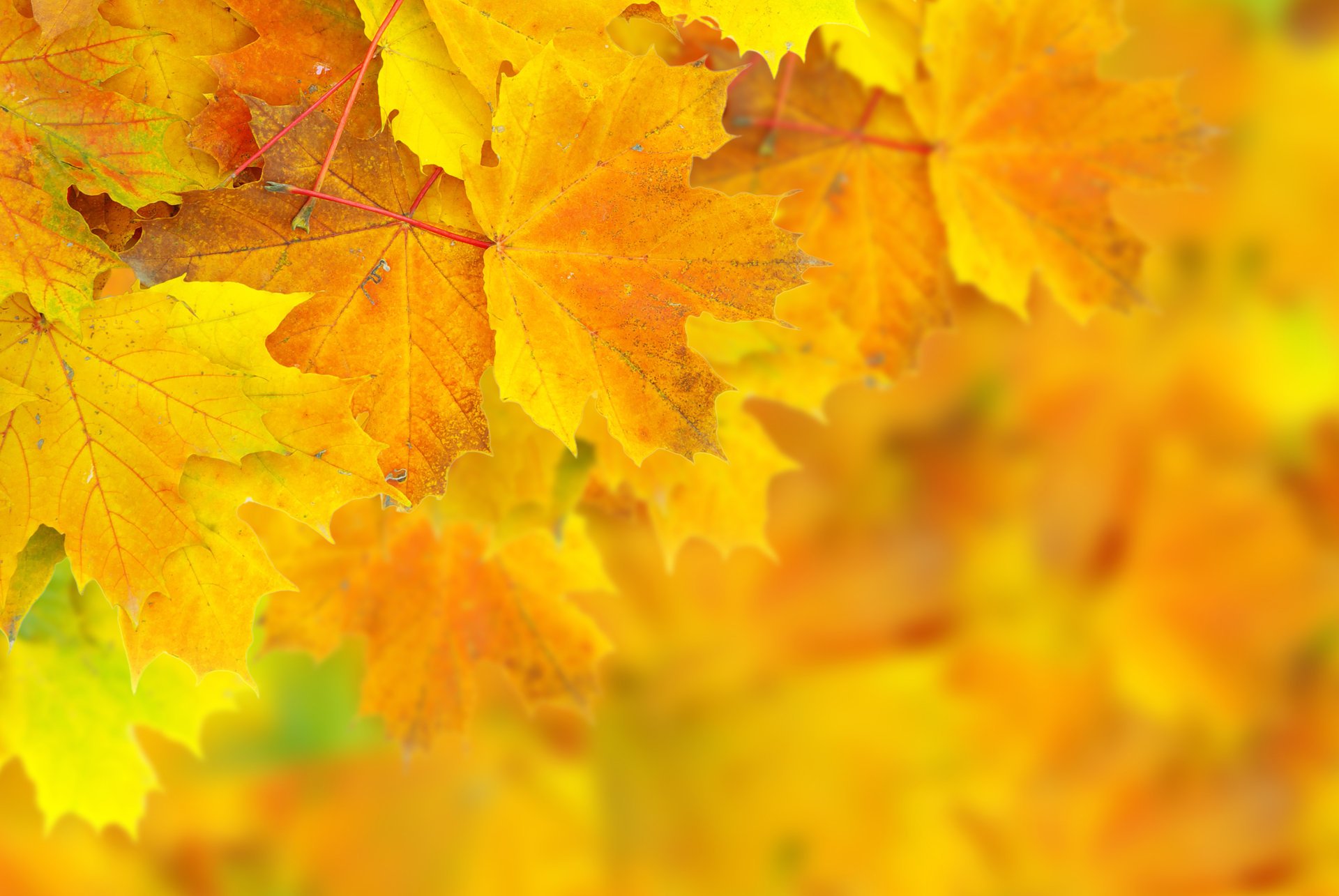 leaves autumn bokeh