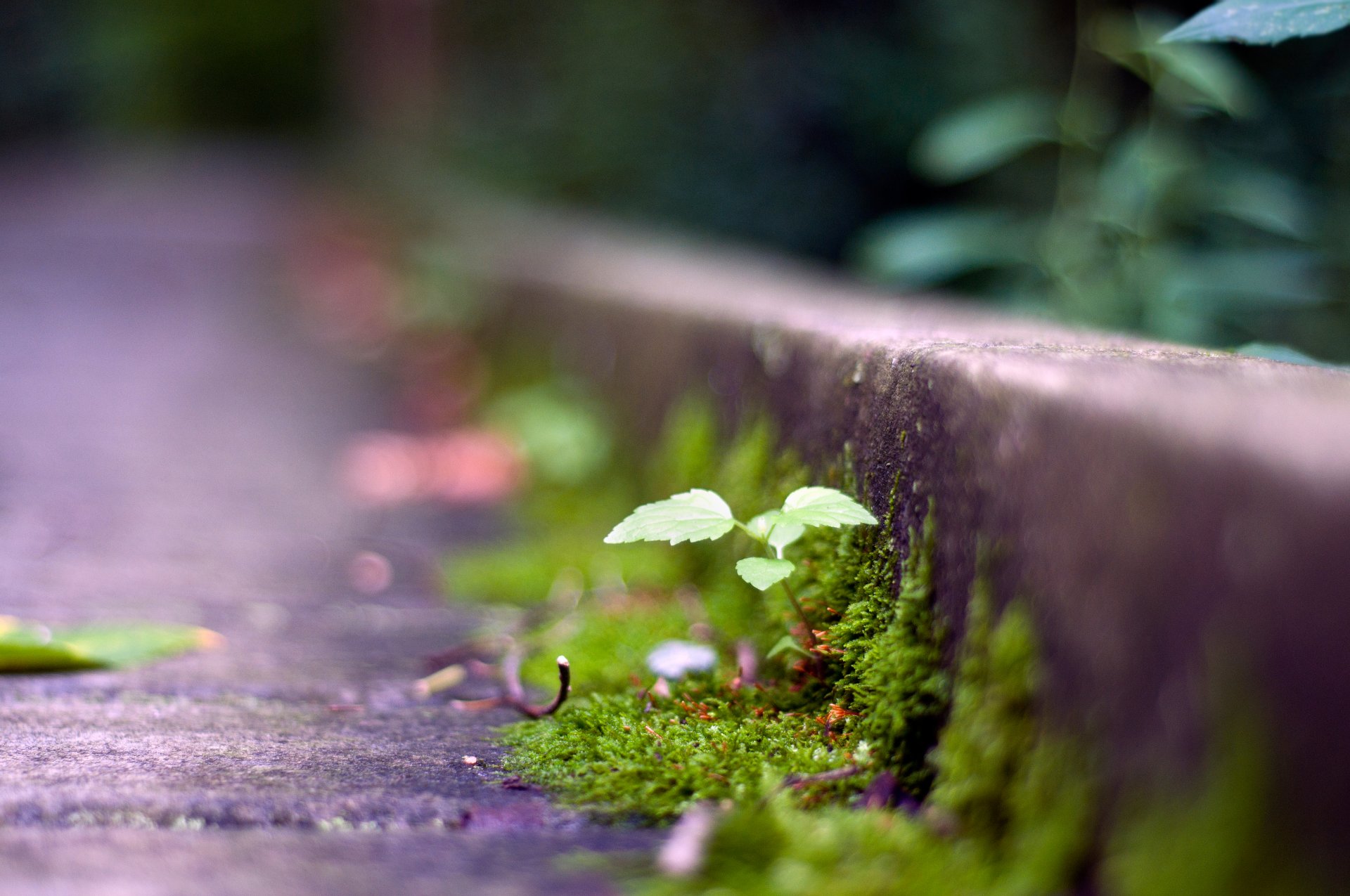 droga roślina zieleń trawa kiełek makro bokeh