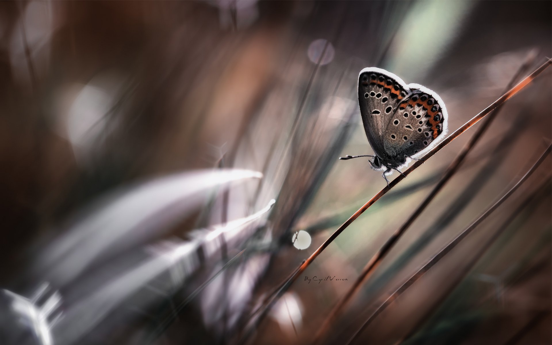 papillon tige herbe bokeh