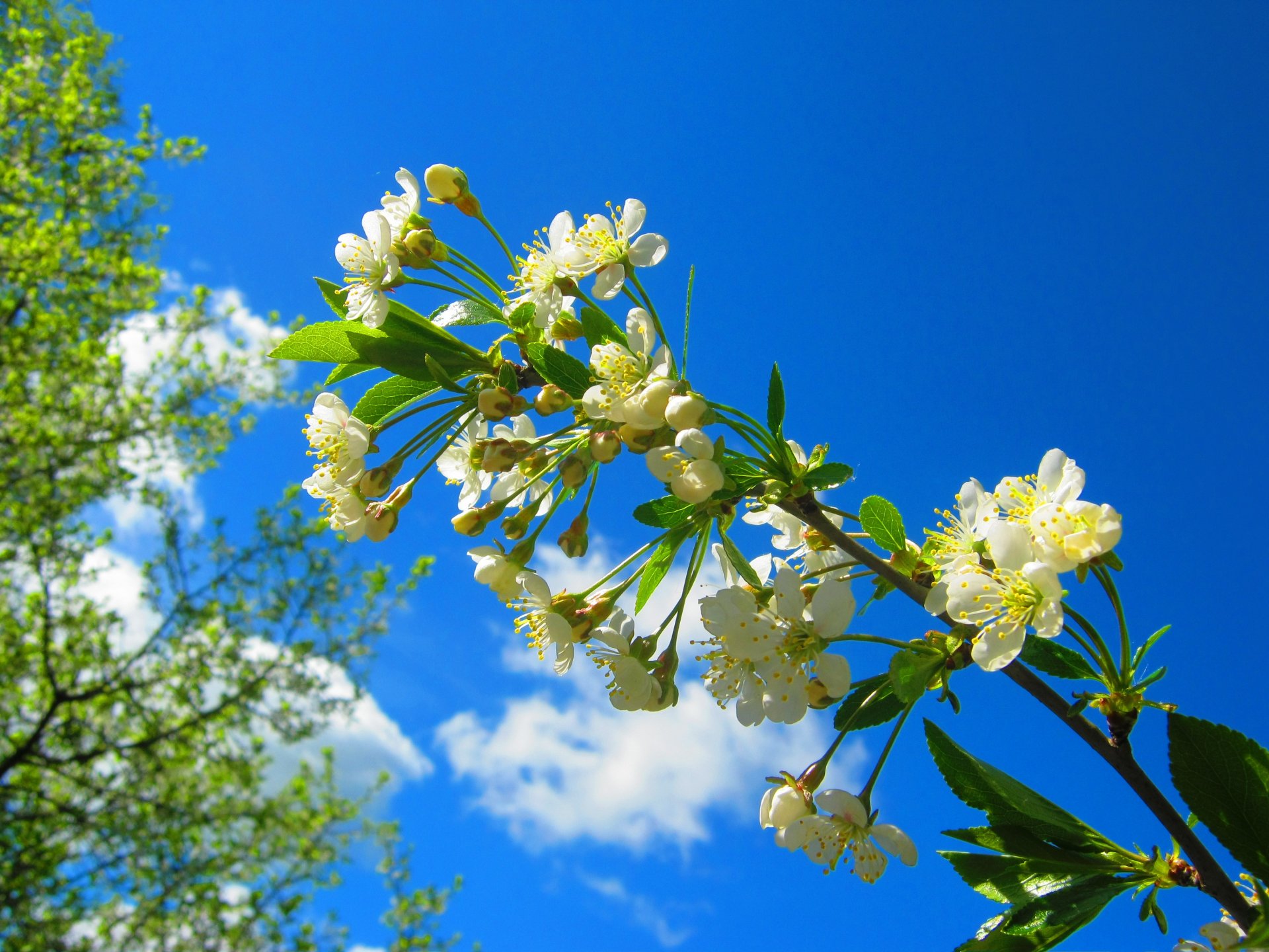 printemps branche cerise floraison fleur