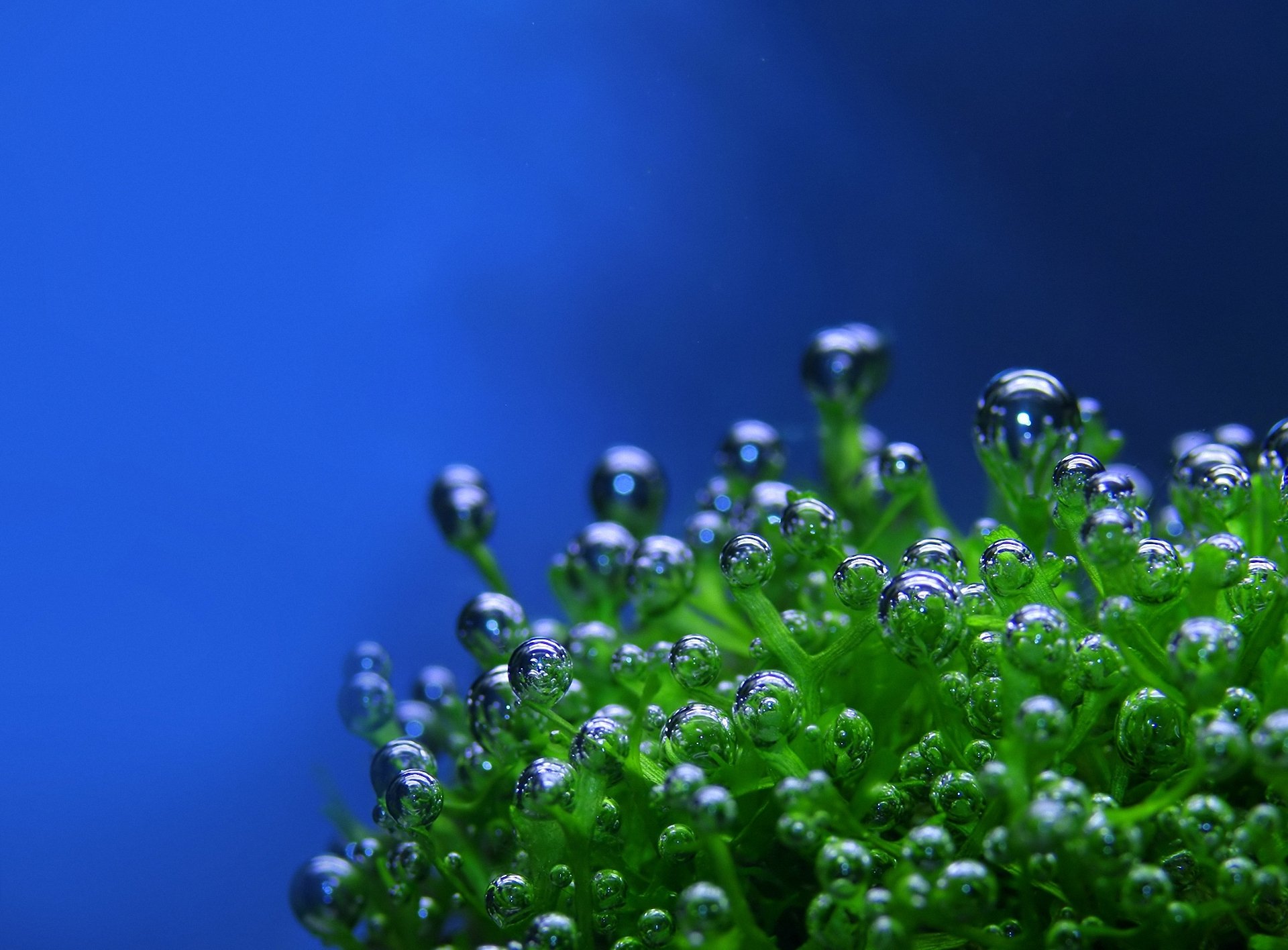 plant drops bubbles green blue background