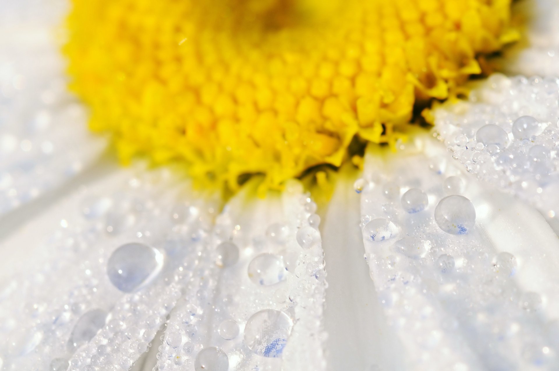 flor margarita pétalos agua gotas macro