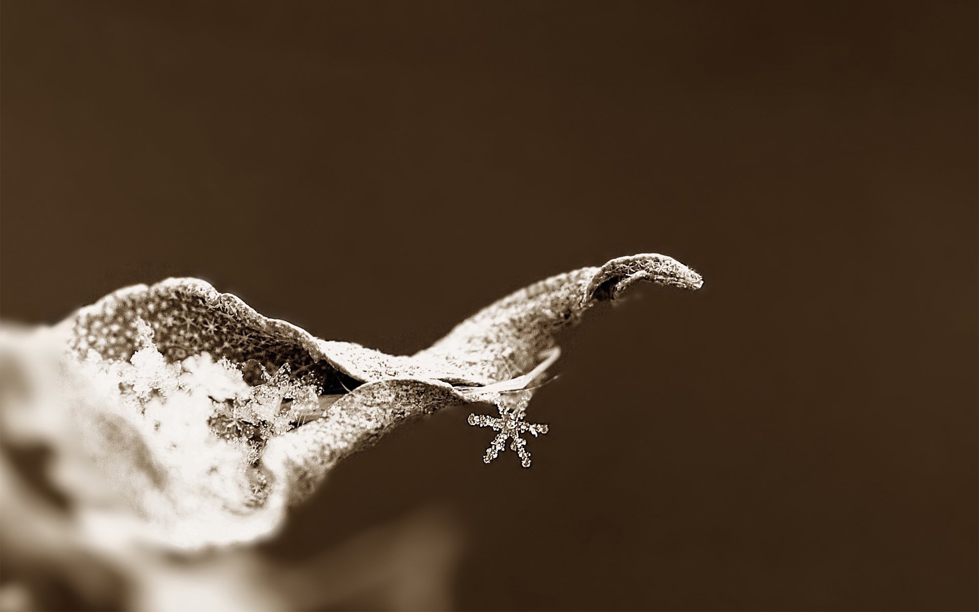 macro fiocco di neve foglia secco gelo foto