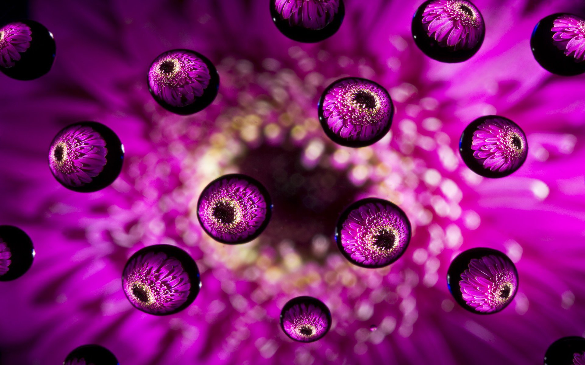 flower pink drops close up bulb