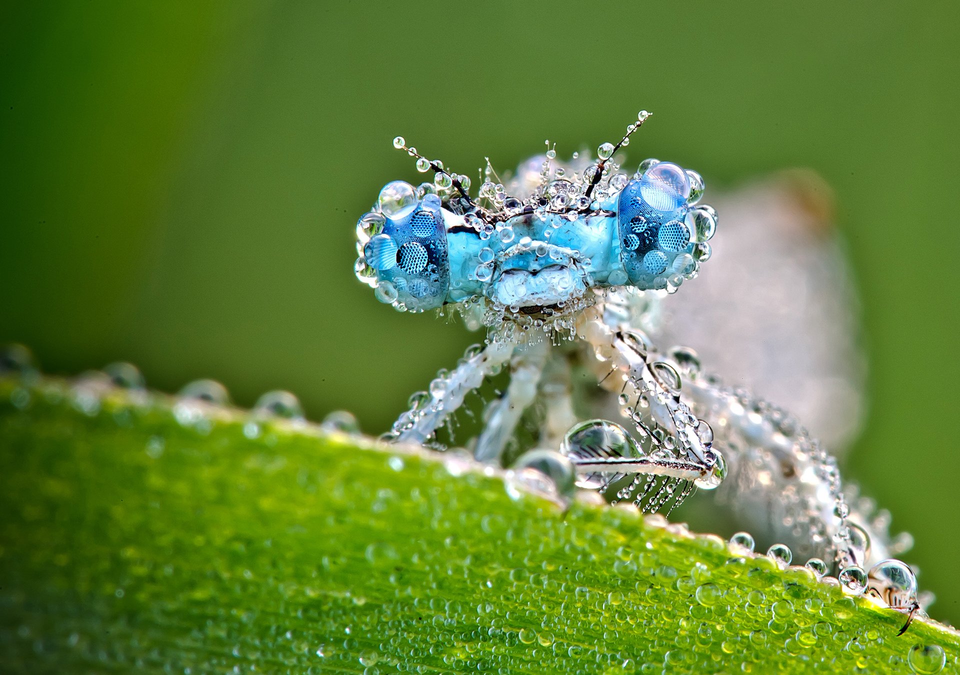 macro humide libellule gouttes feuille fond vert