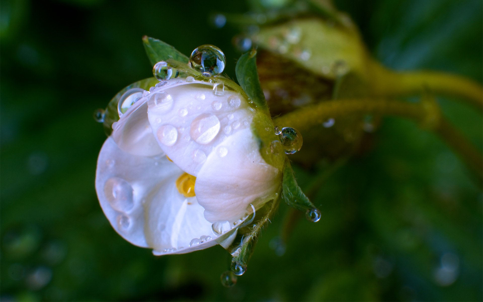 fiore bianco bocciolo rugiada gocce macro verde