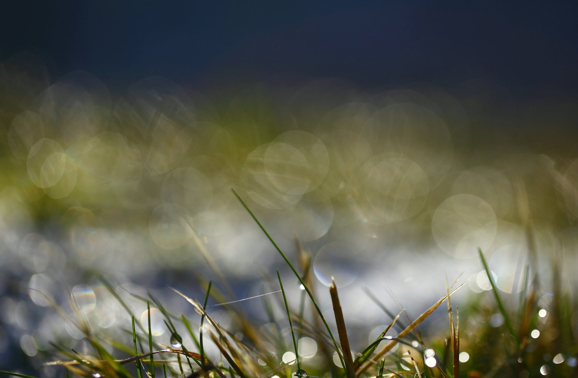 gras grüns morgen tropfen wasser tau makro bokeh blendung