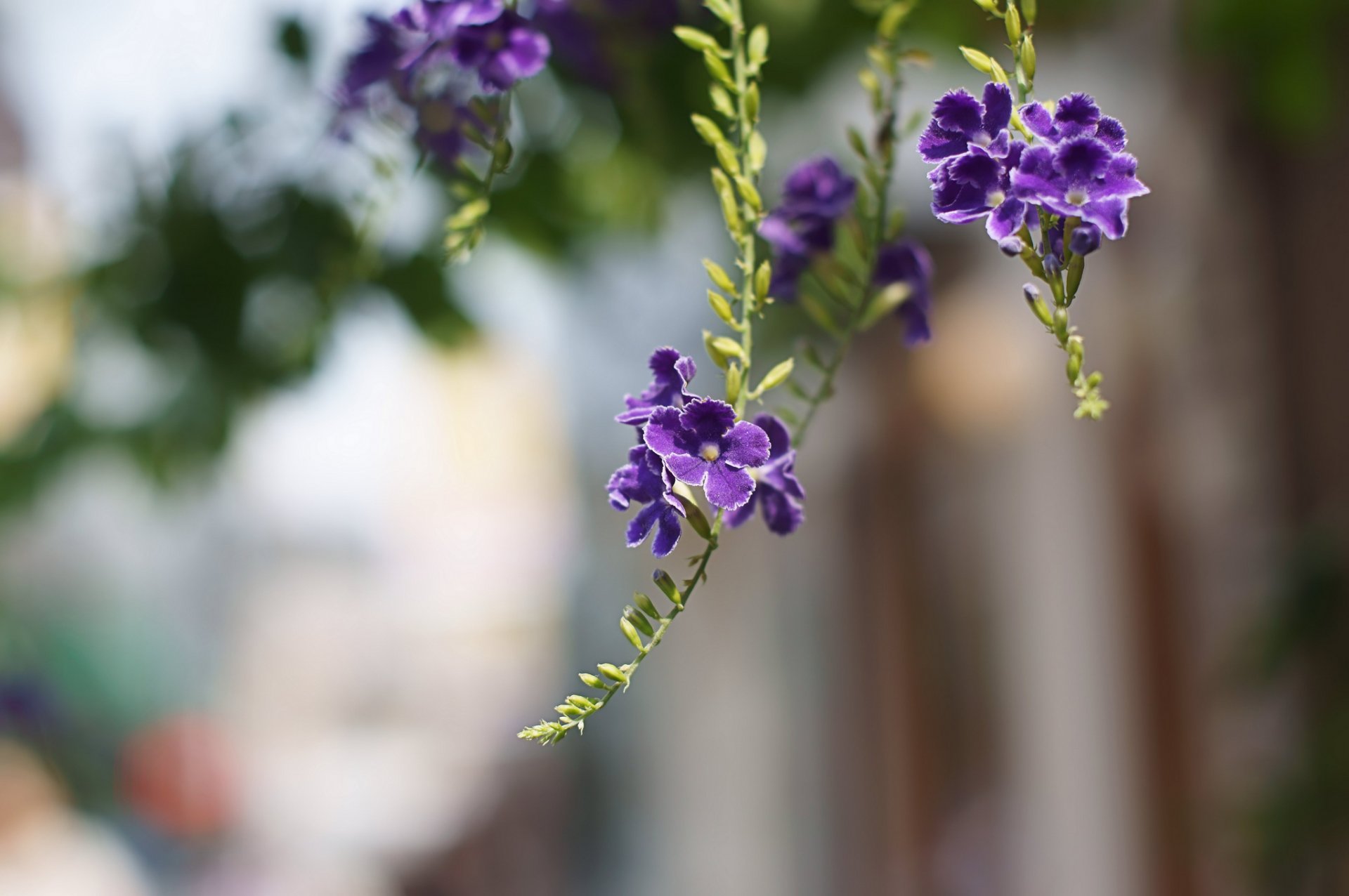 duranta viola fiori petali rami macro sfocatura