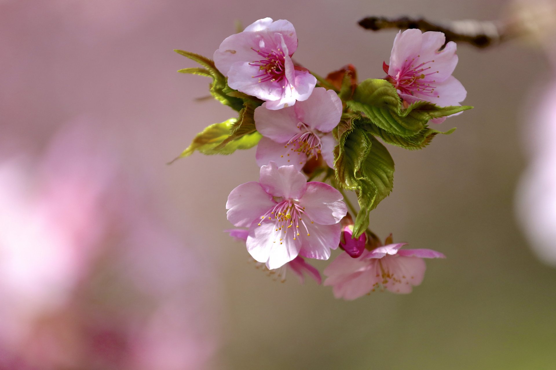 branche fleurs fleurs printemps arbre floraison feuilles