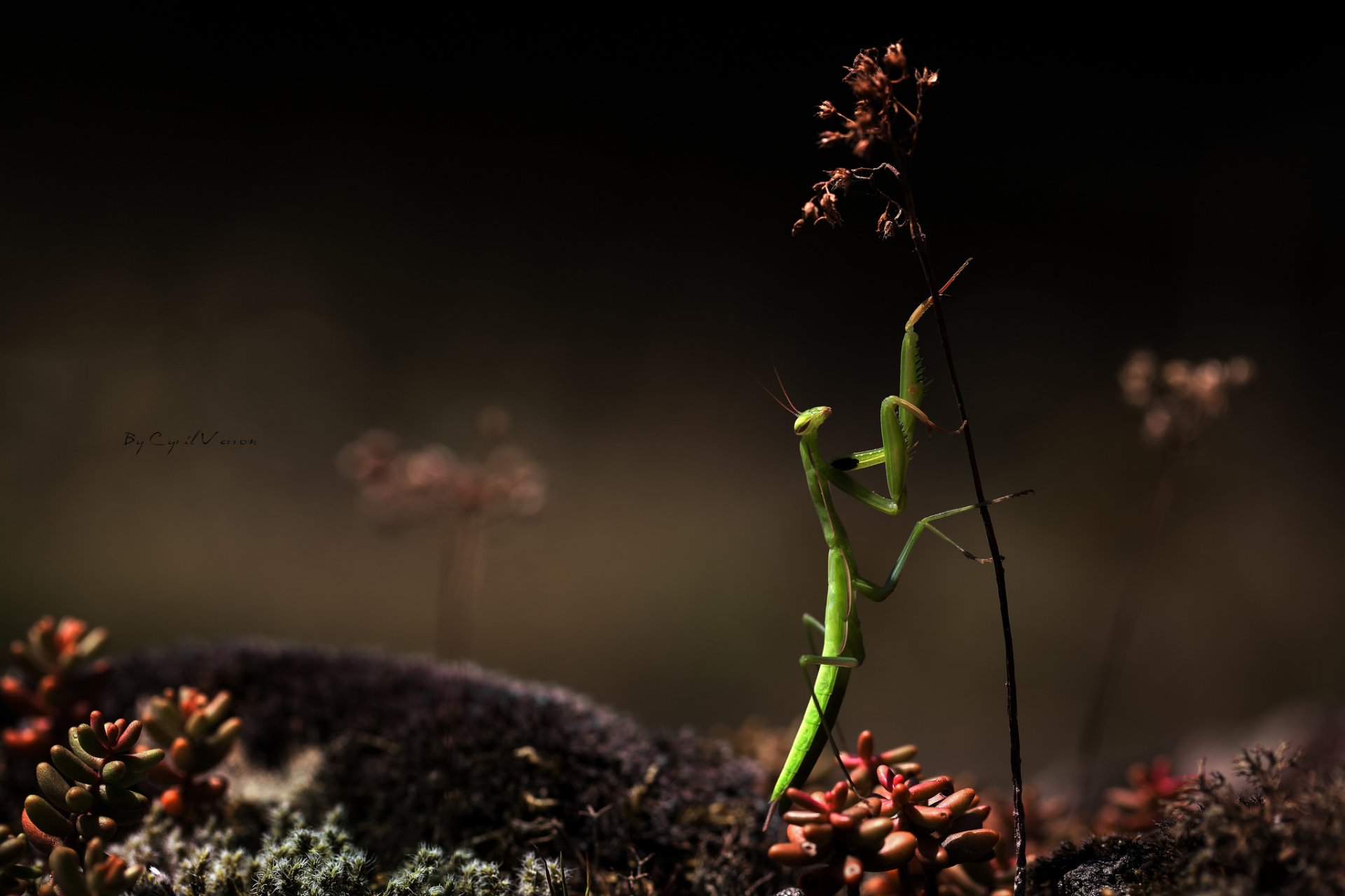 insect mantis blade grass close up creeps green