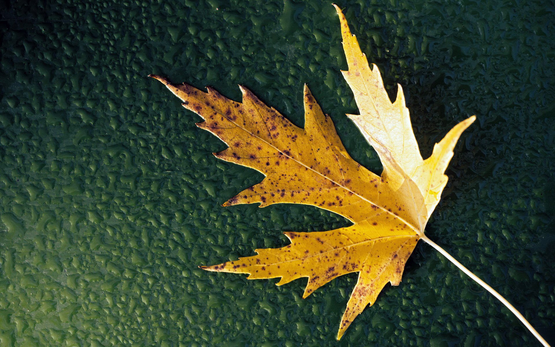 fondo gotas agua hoja otoño hoja