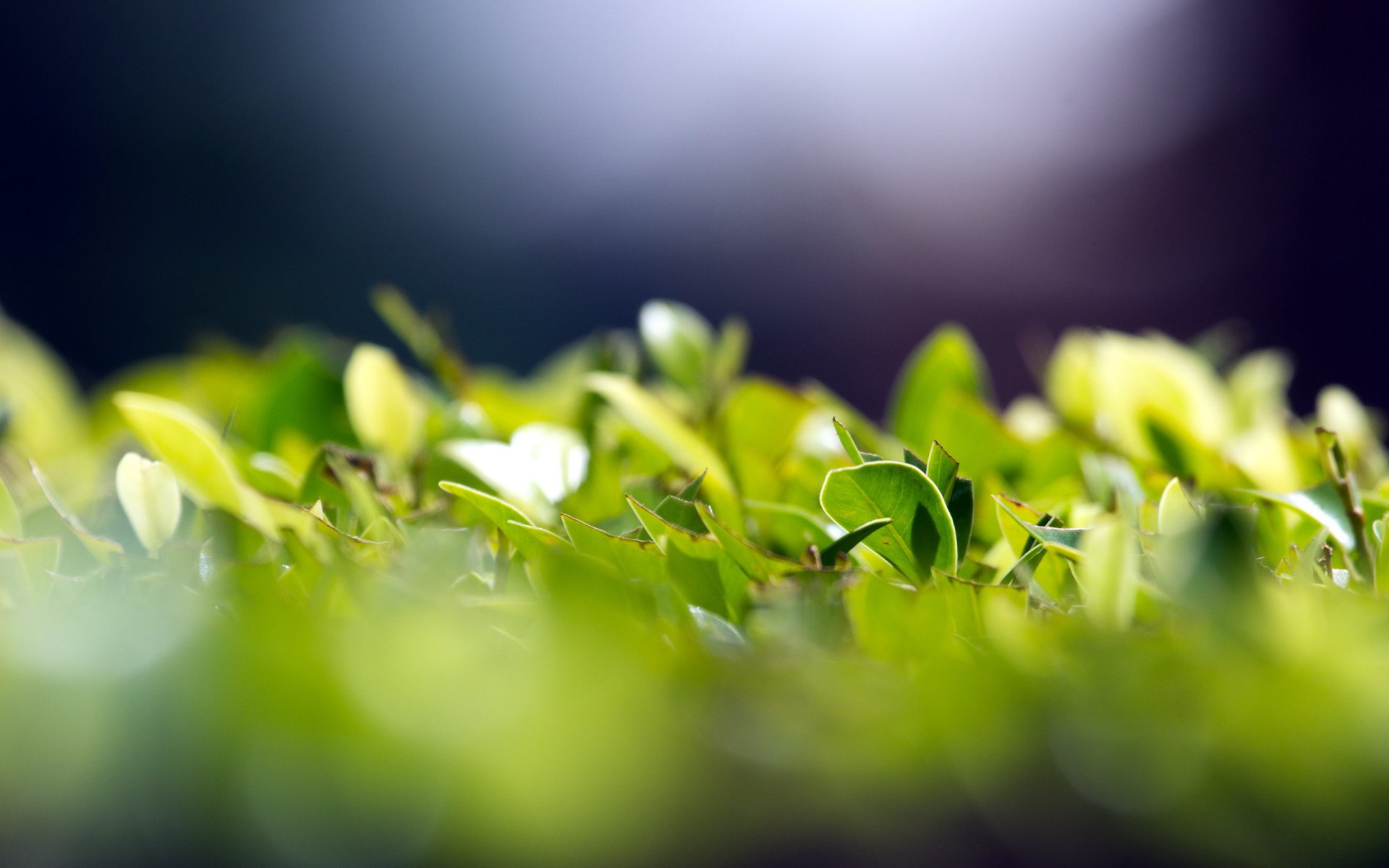 leaves green close up