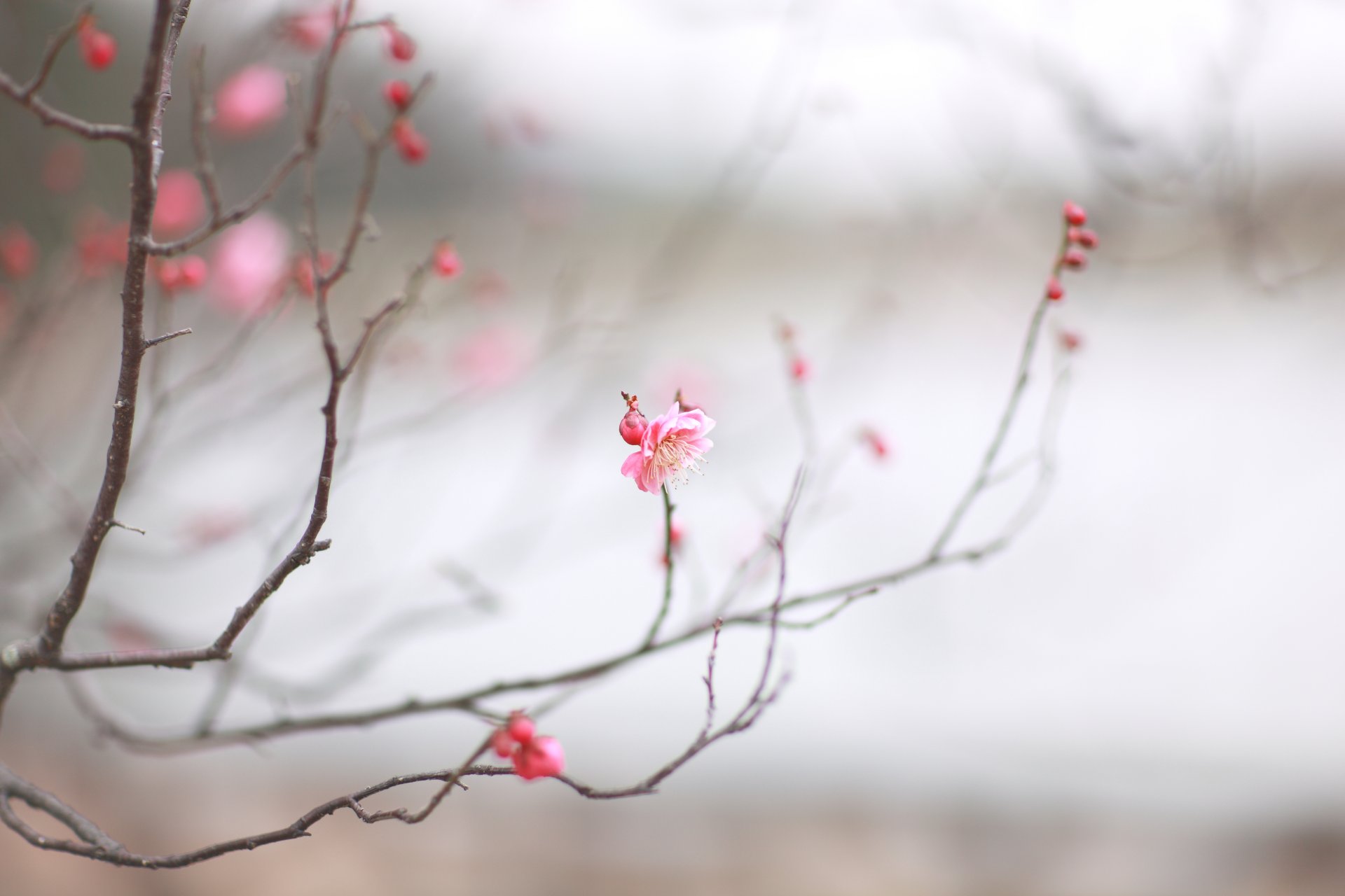 cerise sakura rose brindille macro printemps