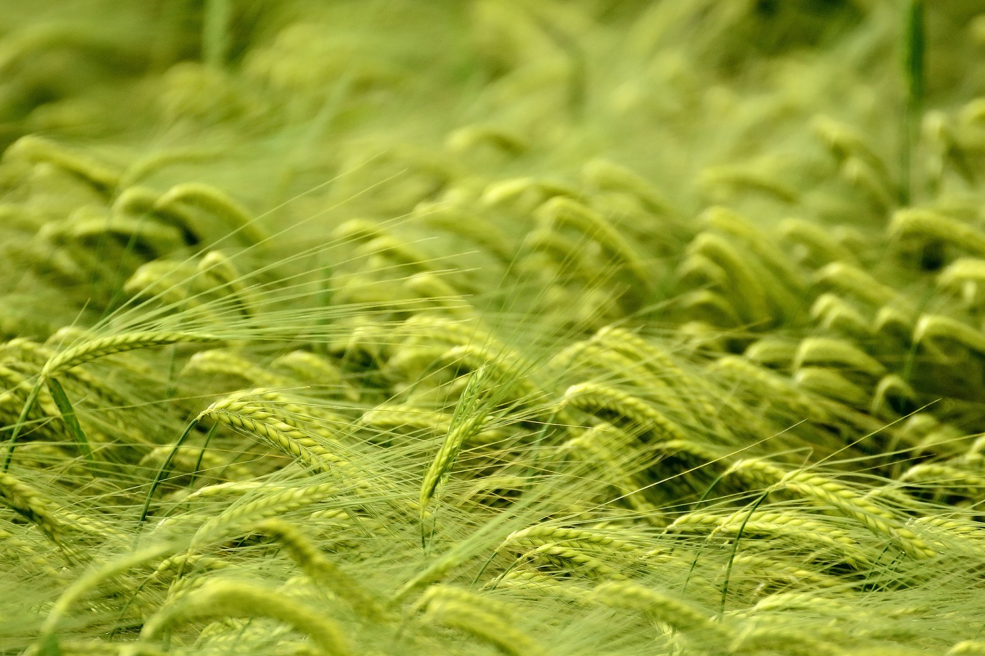 macro campo grano spighette