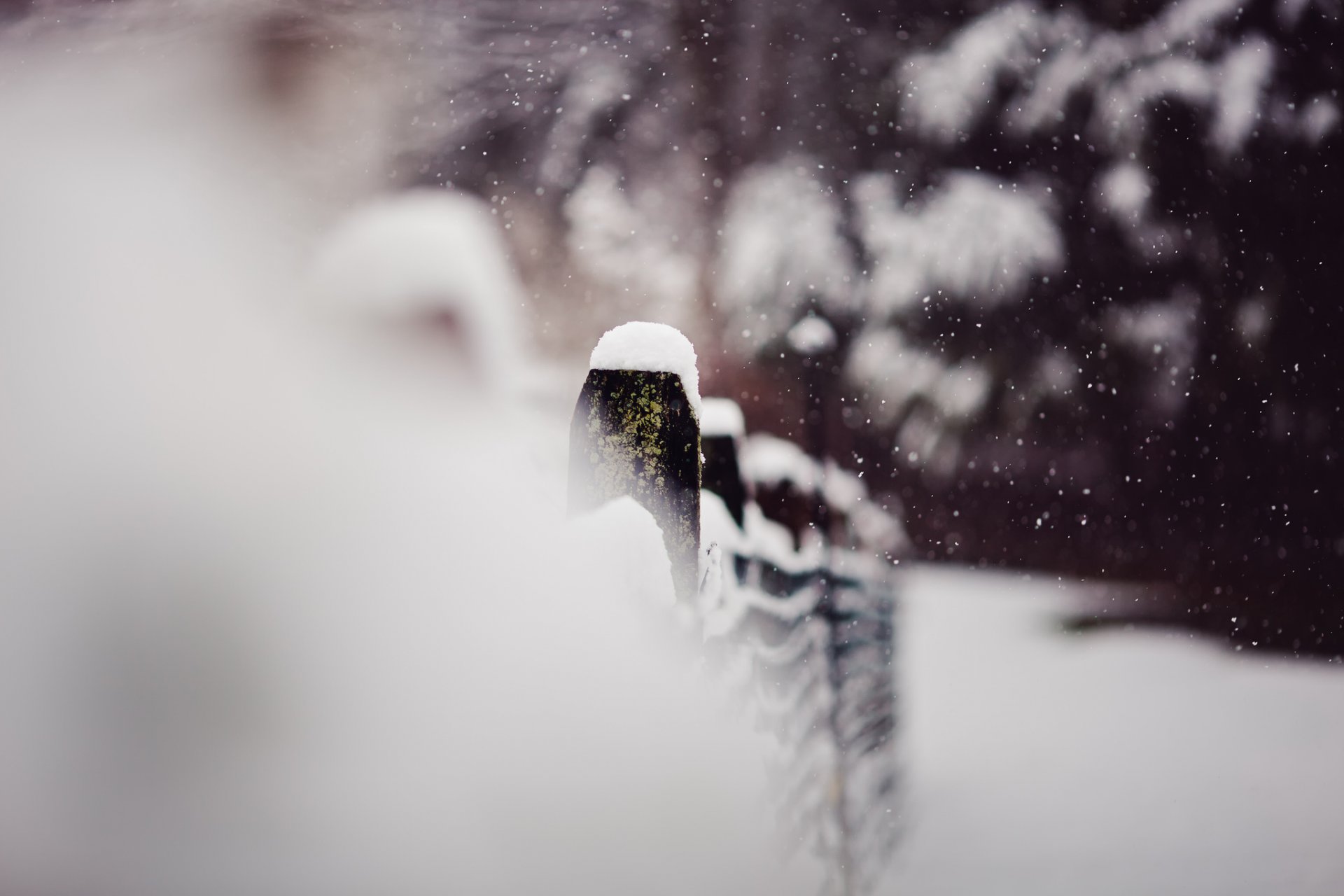 macro inverno recinzione neve