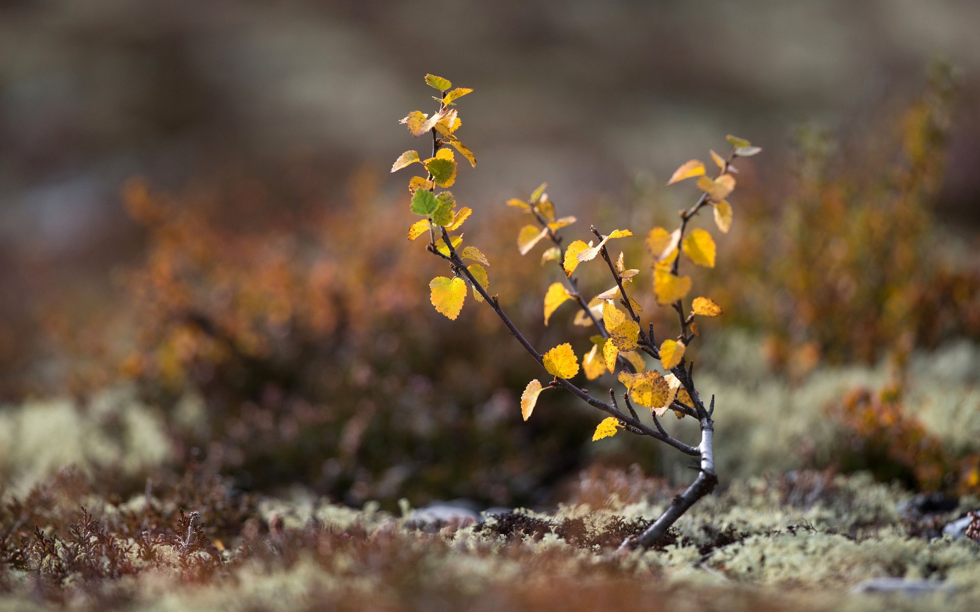 land moss tree leaves autumn close up