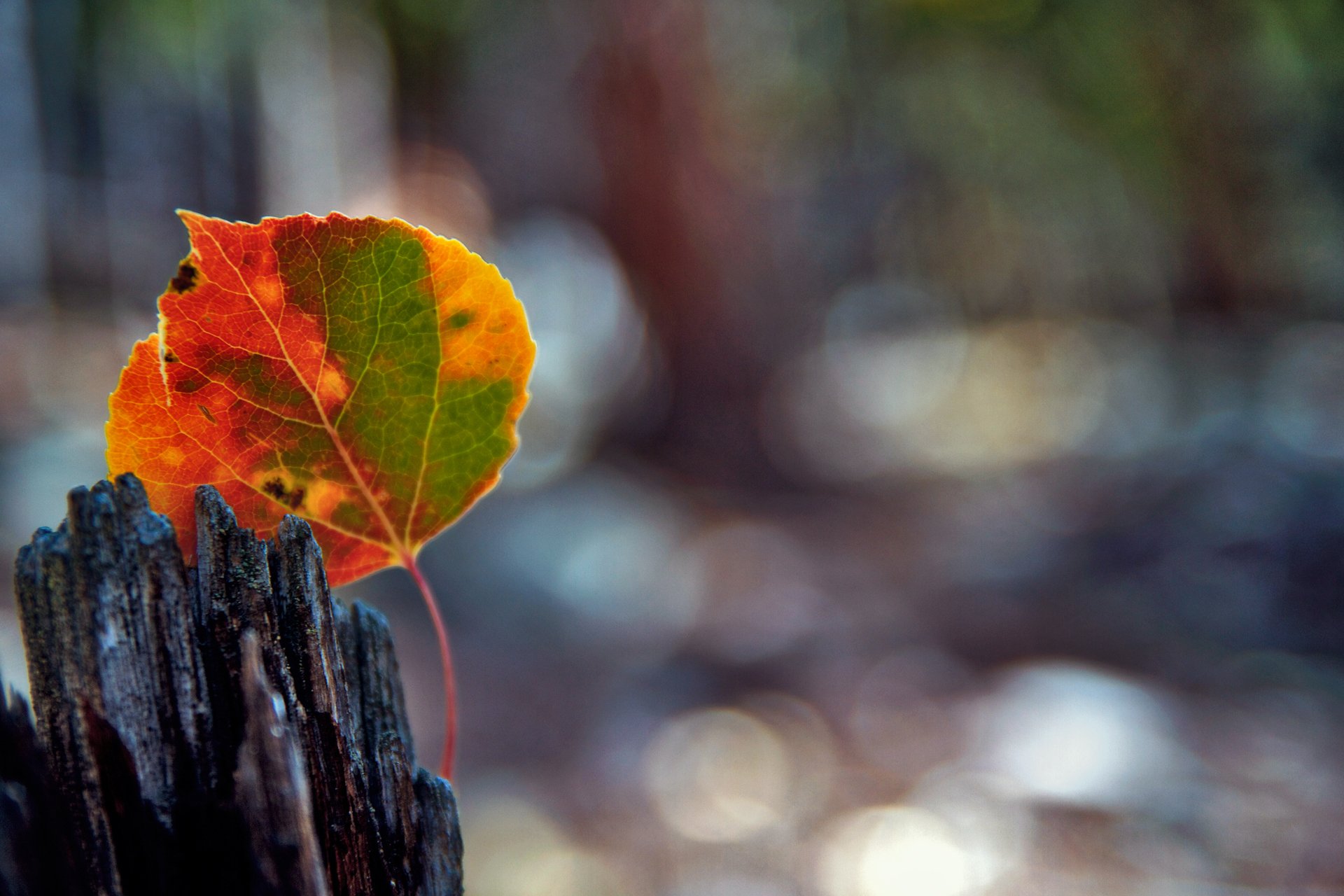 macro hoja reflejos bokeh otoño