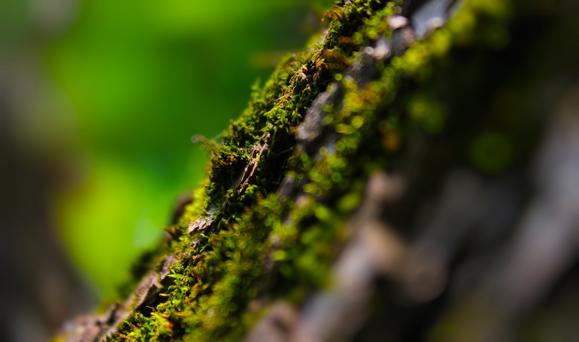 macro muschio legno estate luci bokeh