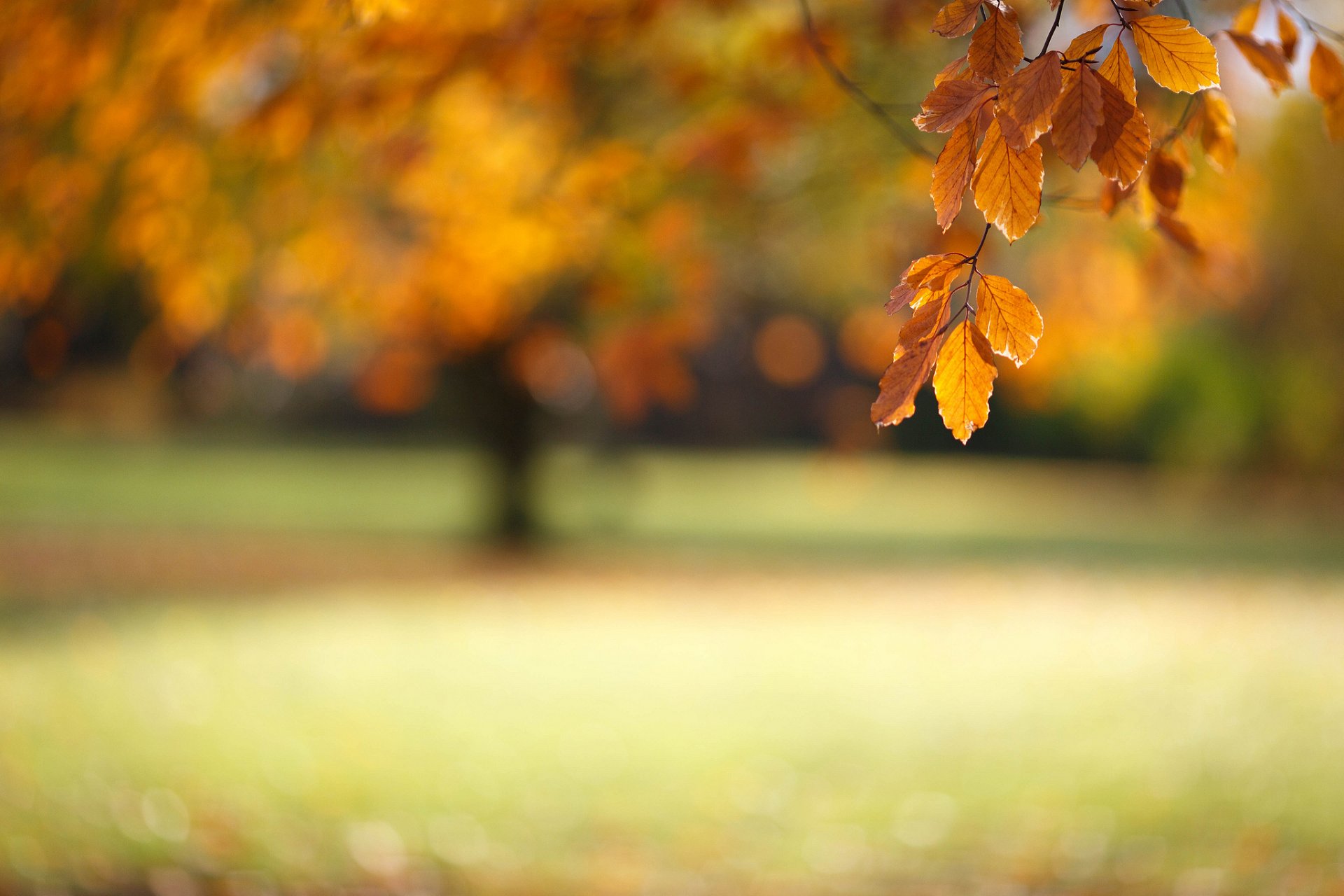 makro herbst zweig laub bokeh