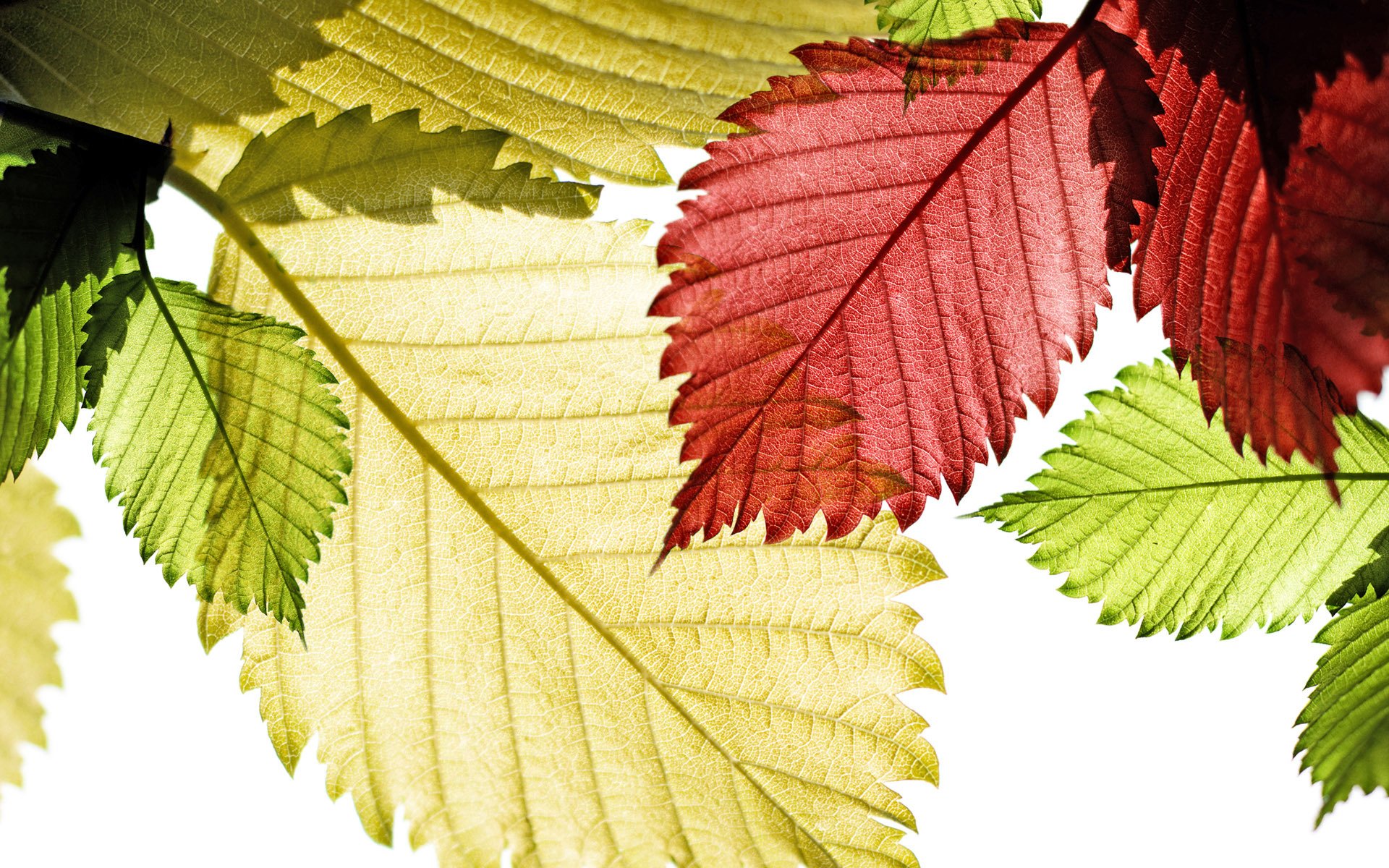 close up leaves autumn light sun nature red green streak