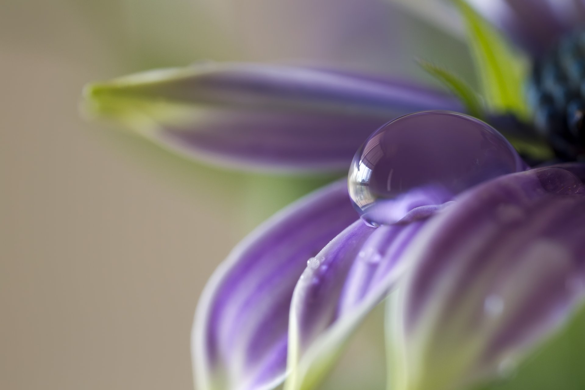 flor lila pétalos gota macro