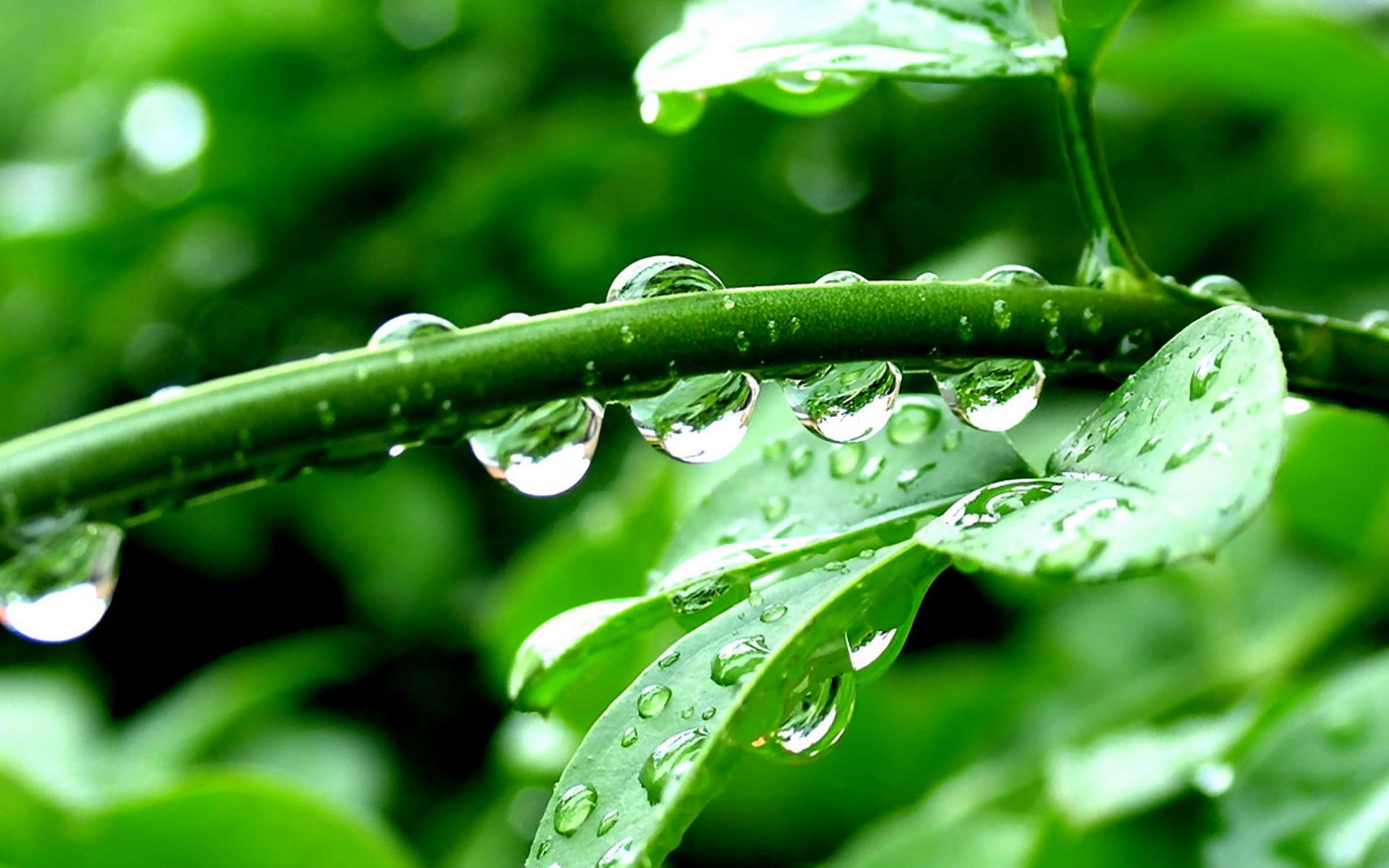 close up leaves drops green plant