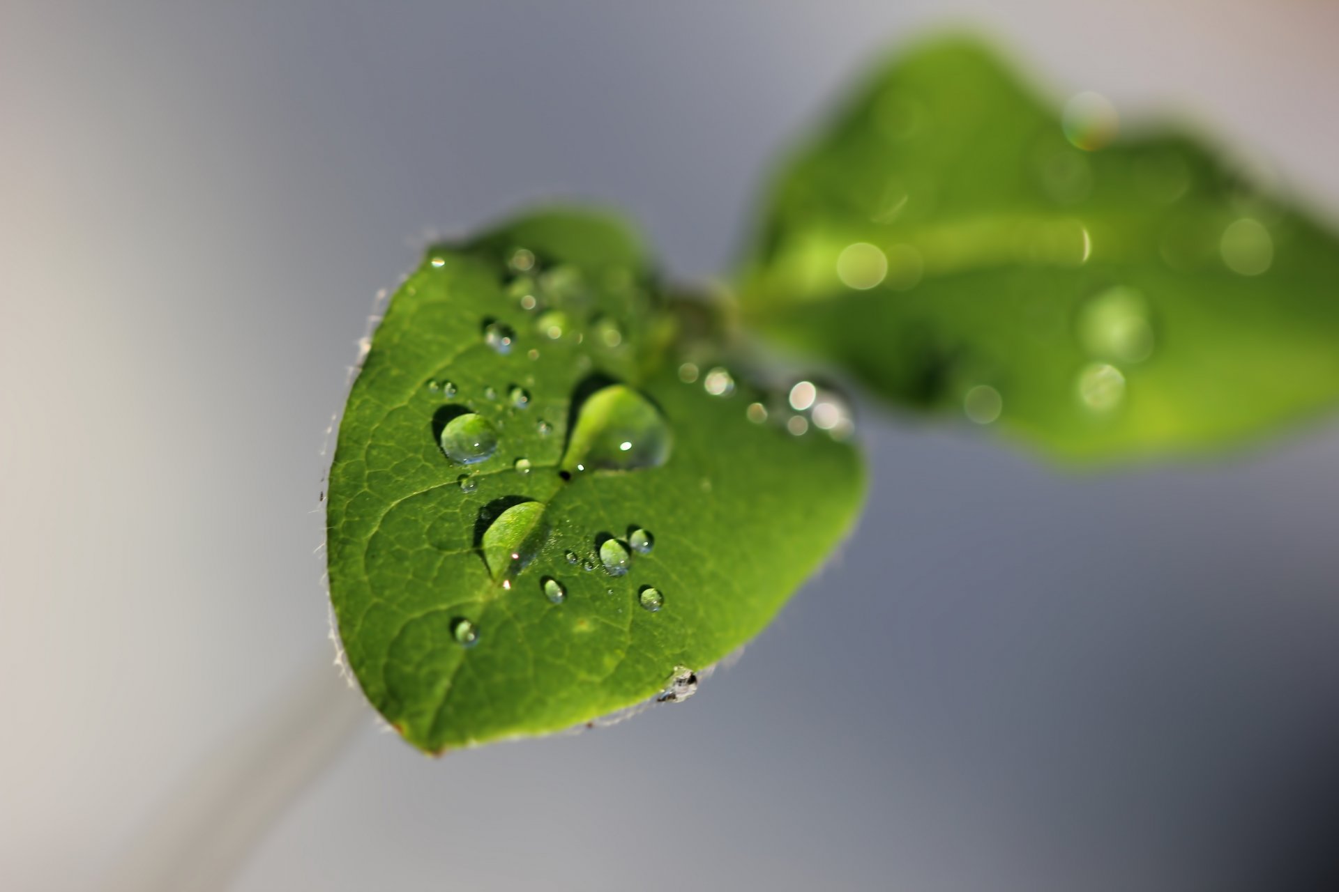 close up leaves green water drops background grey