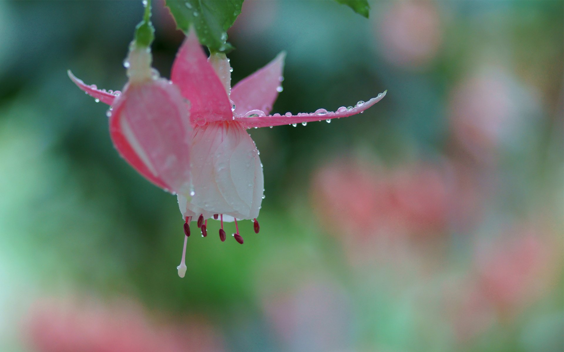 fleurs rose fuchsia gros plan rosée gouttes bourgeon