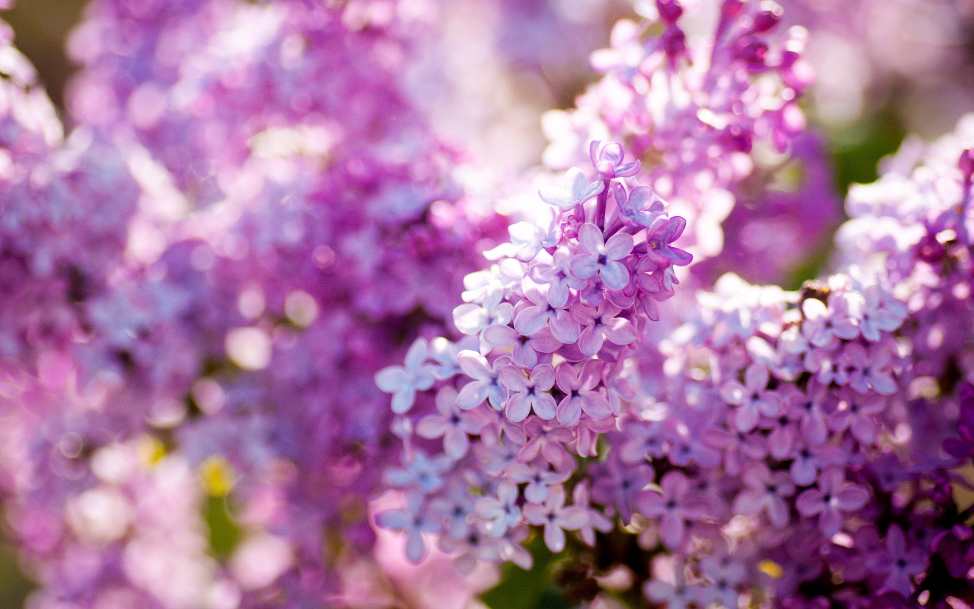 lilac nature spring bloom