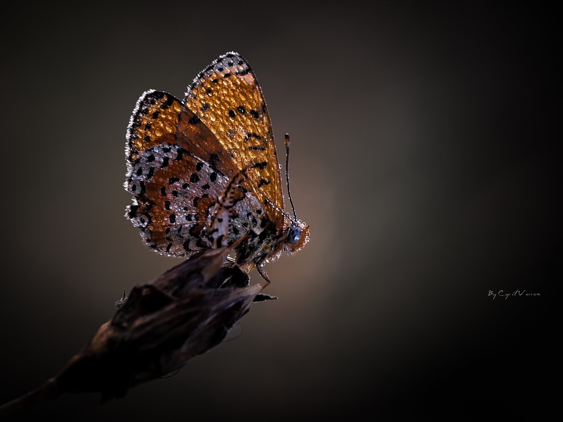 mariposa gotas rocío macro fondo gris alas