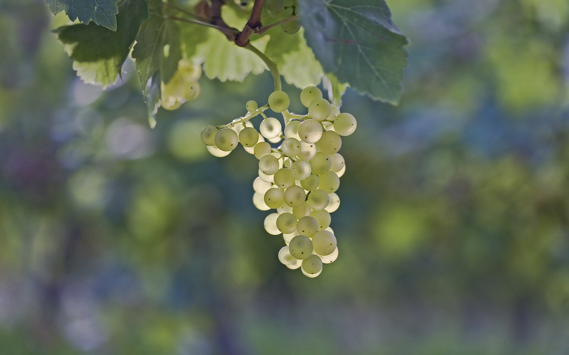 raisin grappe baie feuilles