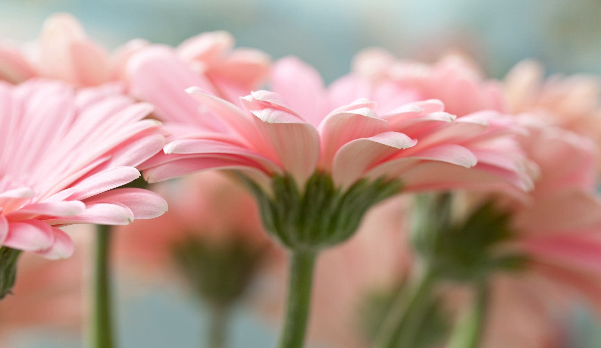 fiori rosa gerbera macro petali