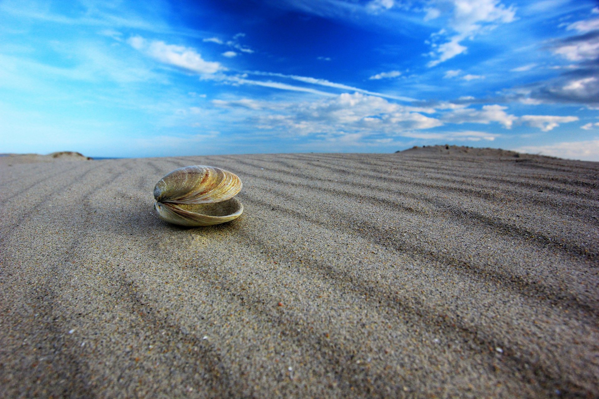 close up shell sand sky