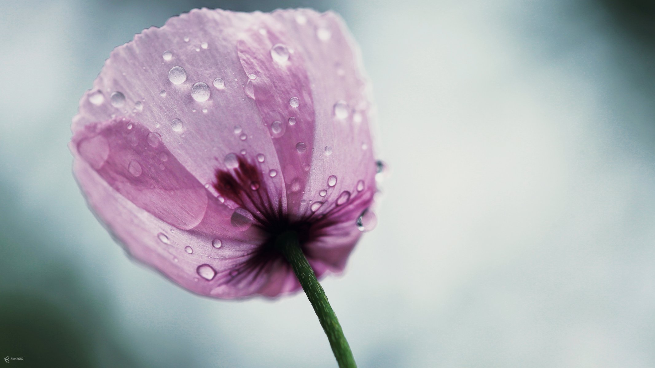 fiore papavero rosa gocce