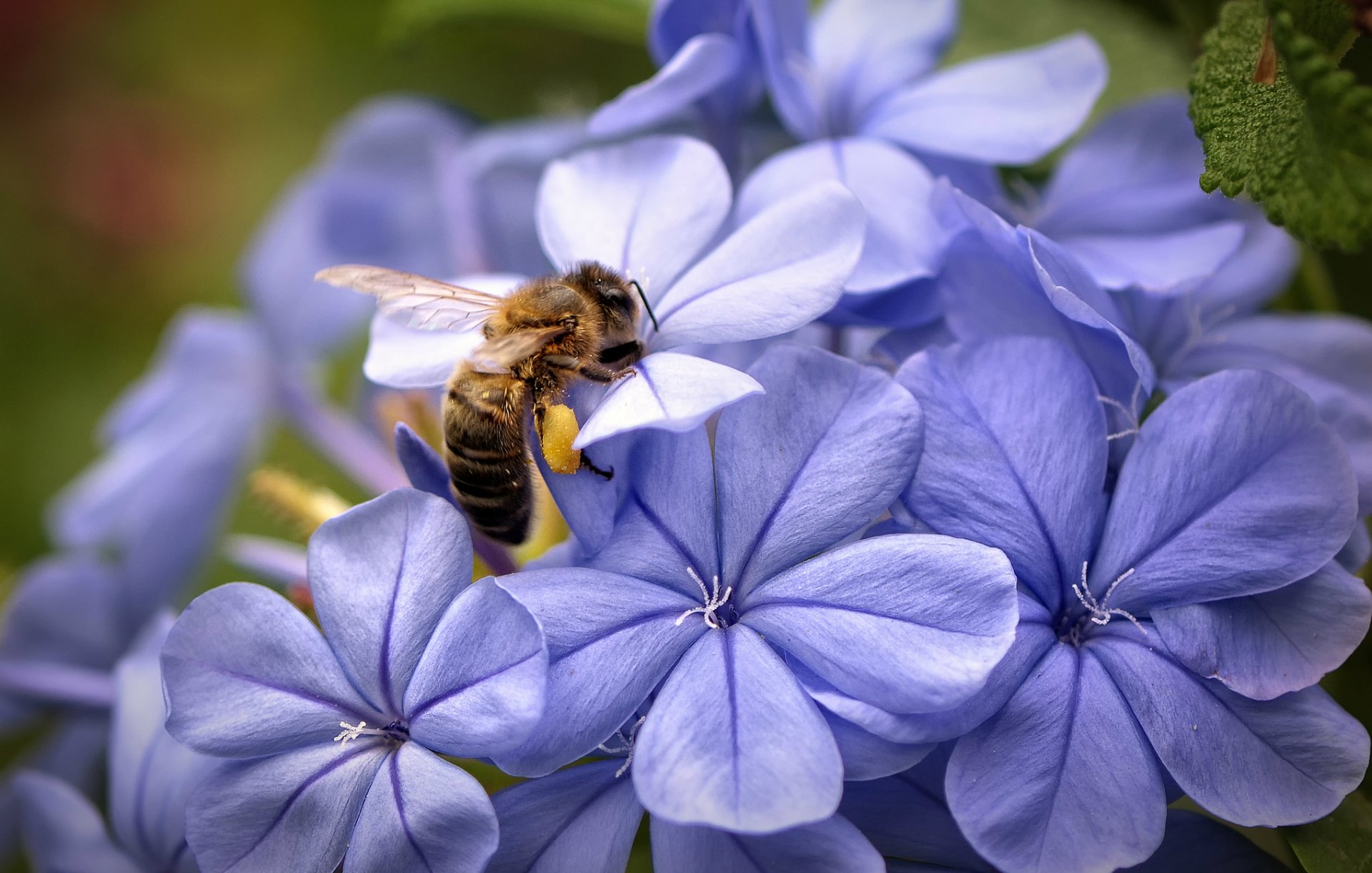 abeille lilas fleurs pétales macro mise au point