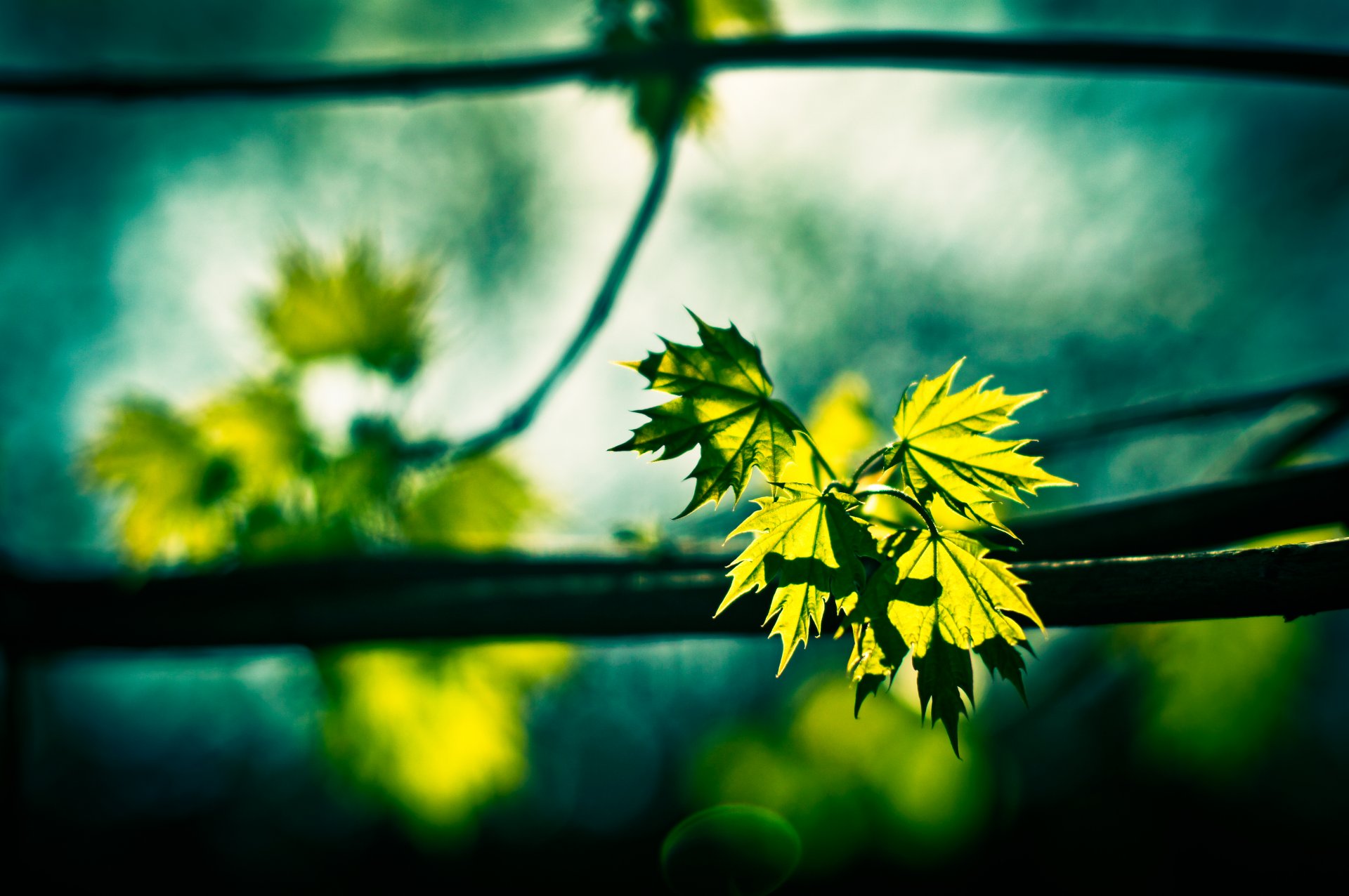 érable feuilles branche nature verdure