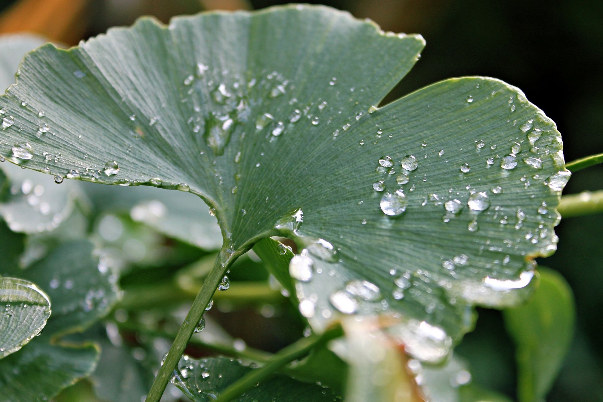 macro hoja gotas rocío lluvia redondo