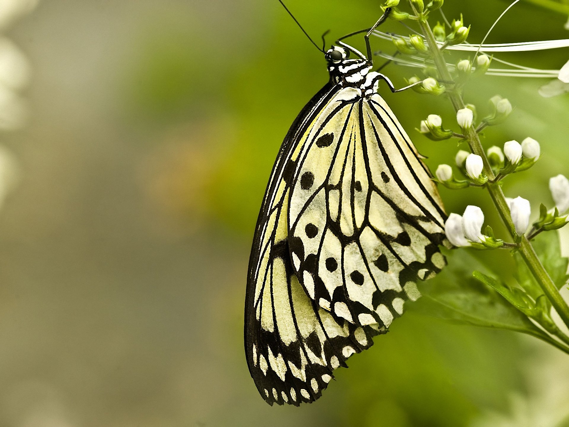 makro schmetterling blume weiß unschärfe