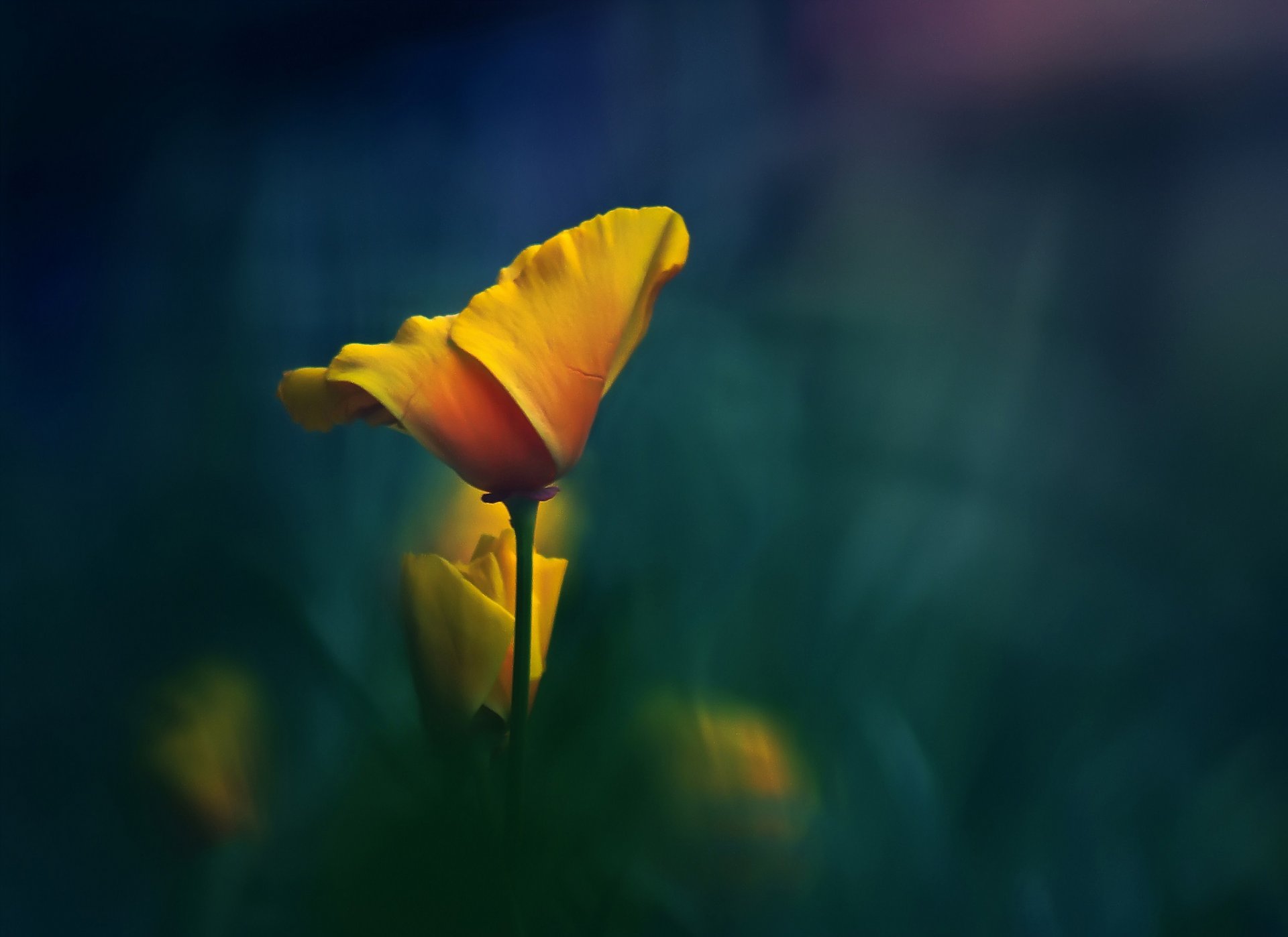 flower background yellow the stem close up