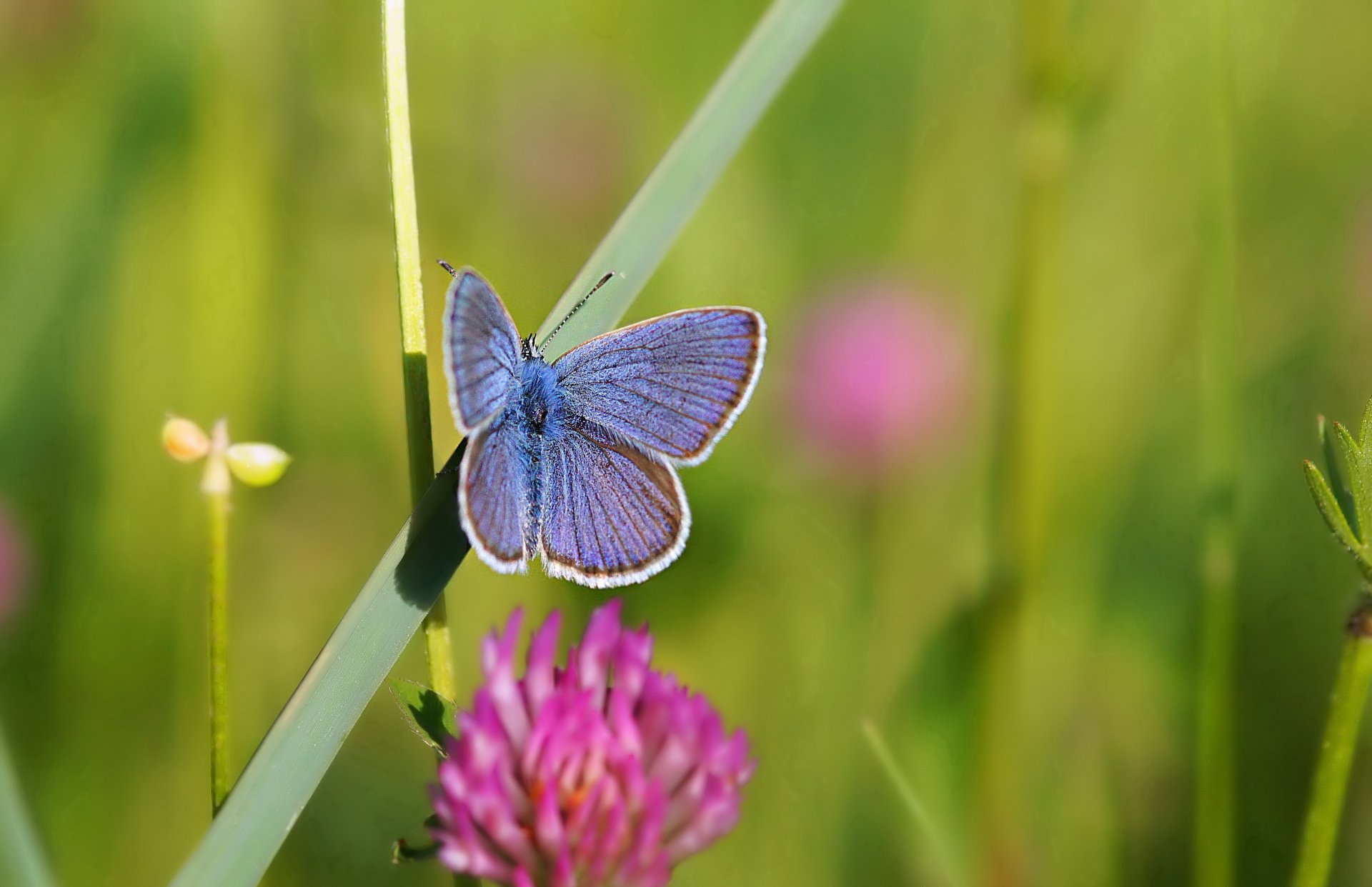 schmetterling klee gras sommer