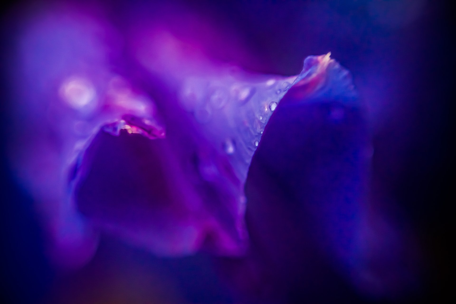 flower purple lilac purple drops dew macro