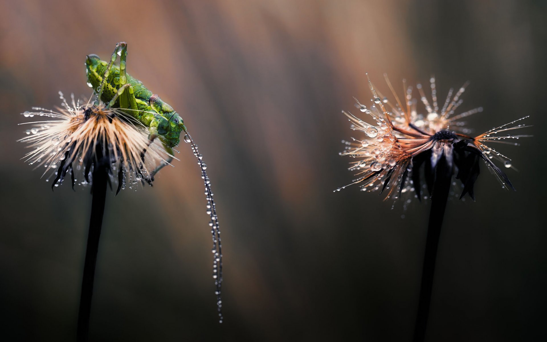 macro saltamontes diente de león rocío gotas luz zarcillos