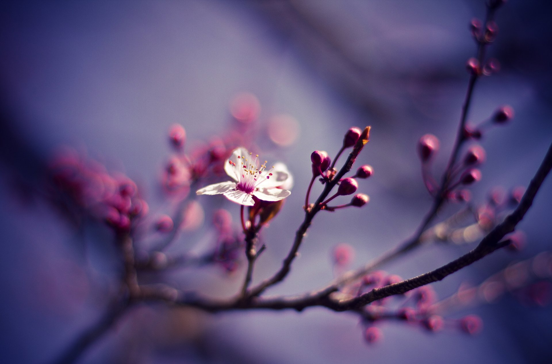 nature branche fleur cerise gros plan