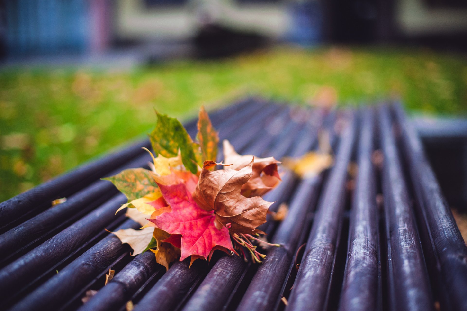 automne feuilles banc humeur flou gros plan